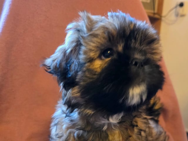 Shitzu/lhasa · Nykroppa · Karin A.