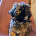 Shitzu/lhasa