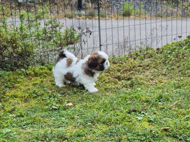 Shih Tzu