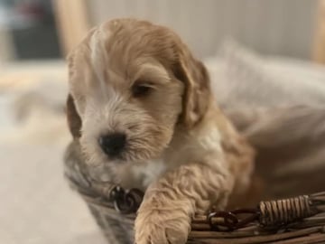 Cockerpoo