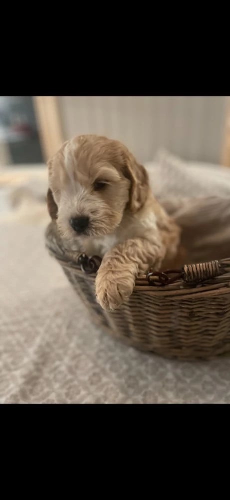 Cockerpoo