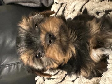 Yorkshire terrier · Porsgrunn · Unn-Lisbeth Iversen
