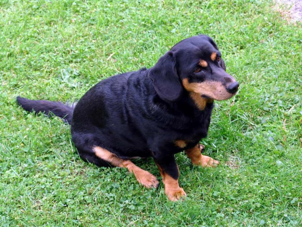 Alpe dachsbracke