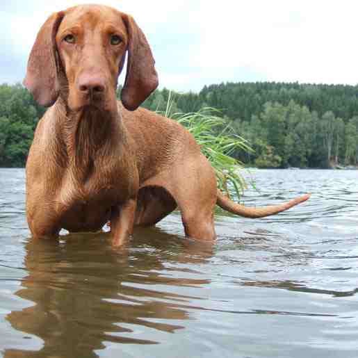 Ungarsk vizsla