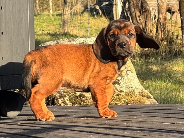 Alpenländische Dachsbracke