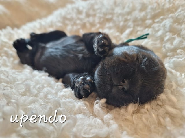 Affenpinscher