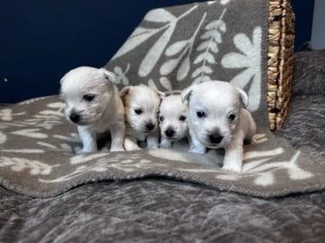 West Highland White Terrier · Sandefjord · Bruadar an duine gheal