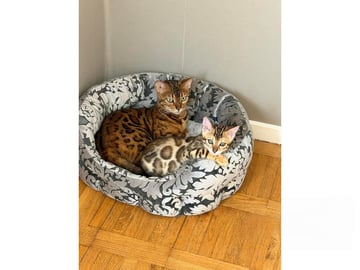 Bengal · Strängnäs · S*Retrivers