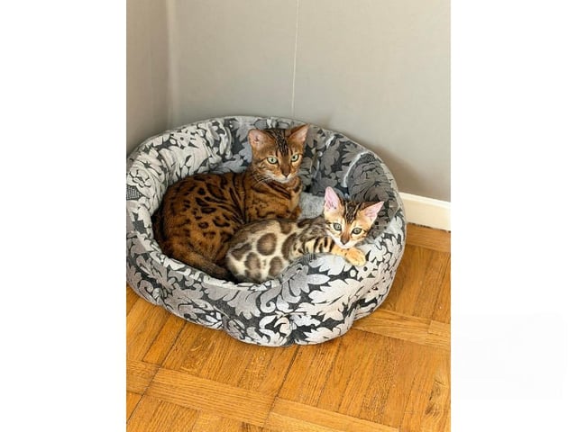 Bengal