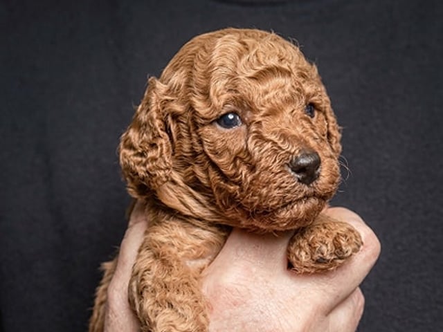 Miniature Poodle · Malm · Malgorzata Sabina Baranek