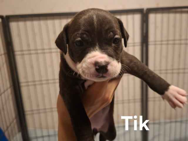 Hvalp: Tik 4