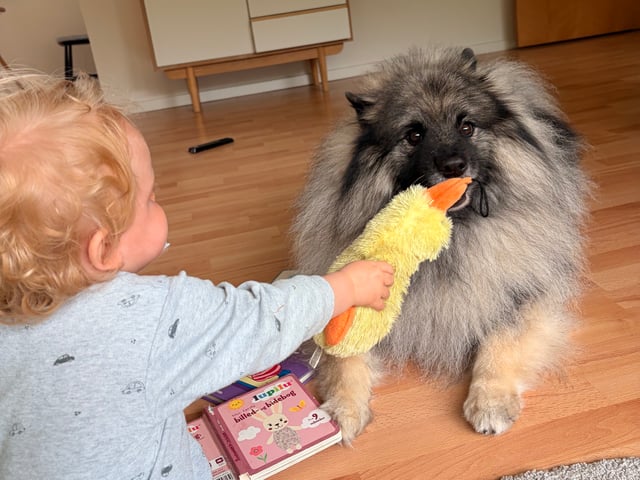 Keeshond