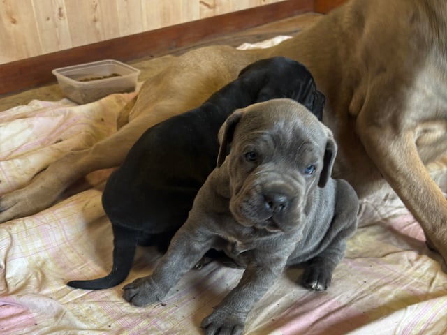 Cane Corso