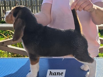Beagle · Grimslöv · Marie H.