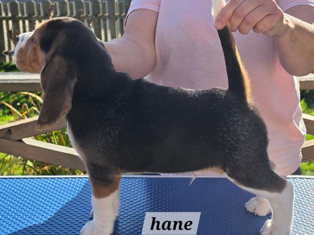Beagle · Grimslöv · Marie H.