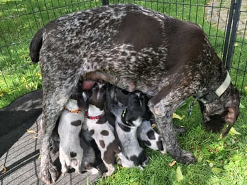 Tysk ruhåret hønsehund · Videbæk · Tanja J.