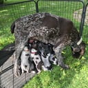 Tysk ruhåret hønsehund