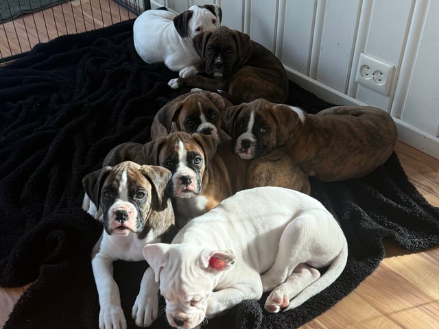 Boxer