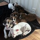 Boxer