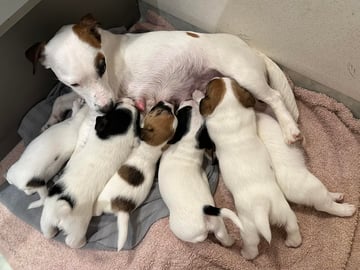 Limelight Kennels