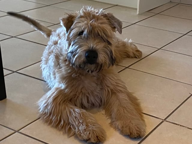 Irsk softcoated wheaten terrier