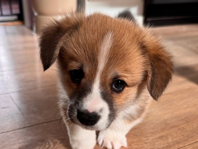 Welsh corgi pembroke