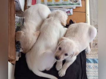 Labrador & Golden doodle · Munkfors · Joakim S.