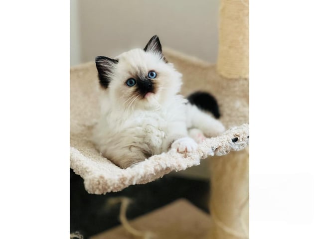 Ragdoll
