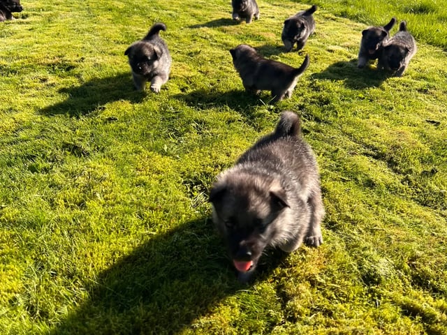Norwegian Elkhound (Grey)