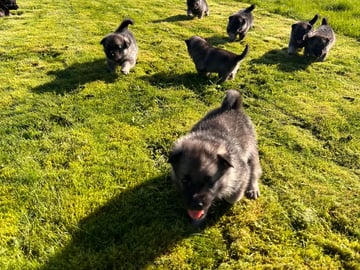 Norsk elghund – gråhund · Sandtorg · Eirik J Rubach