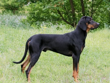 Polish Hunting Dog