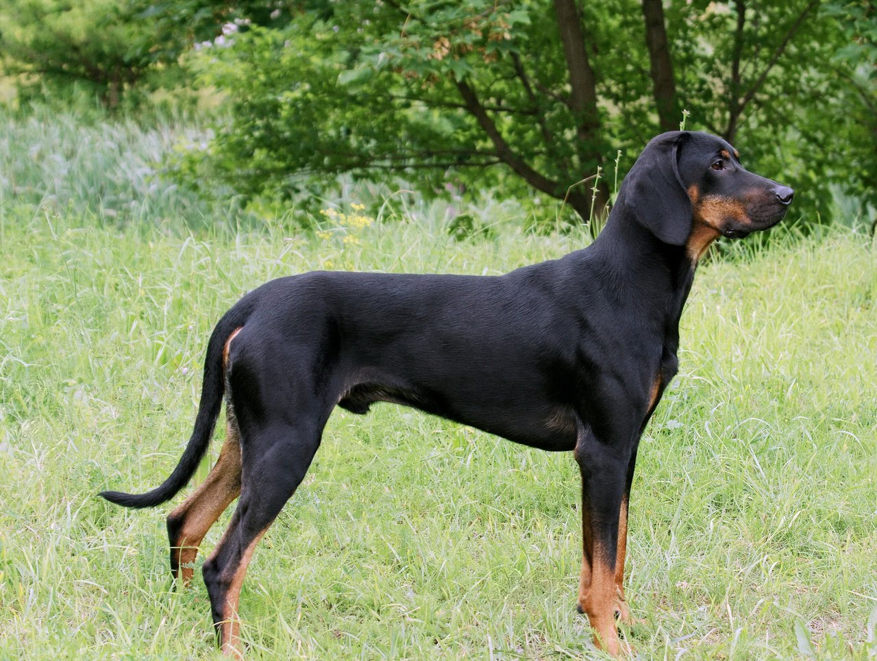 Gonczy polski