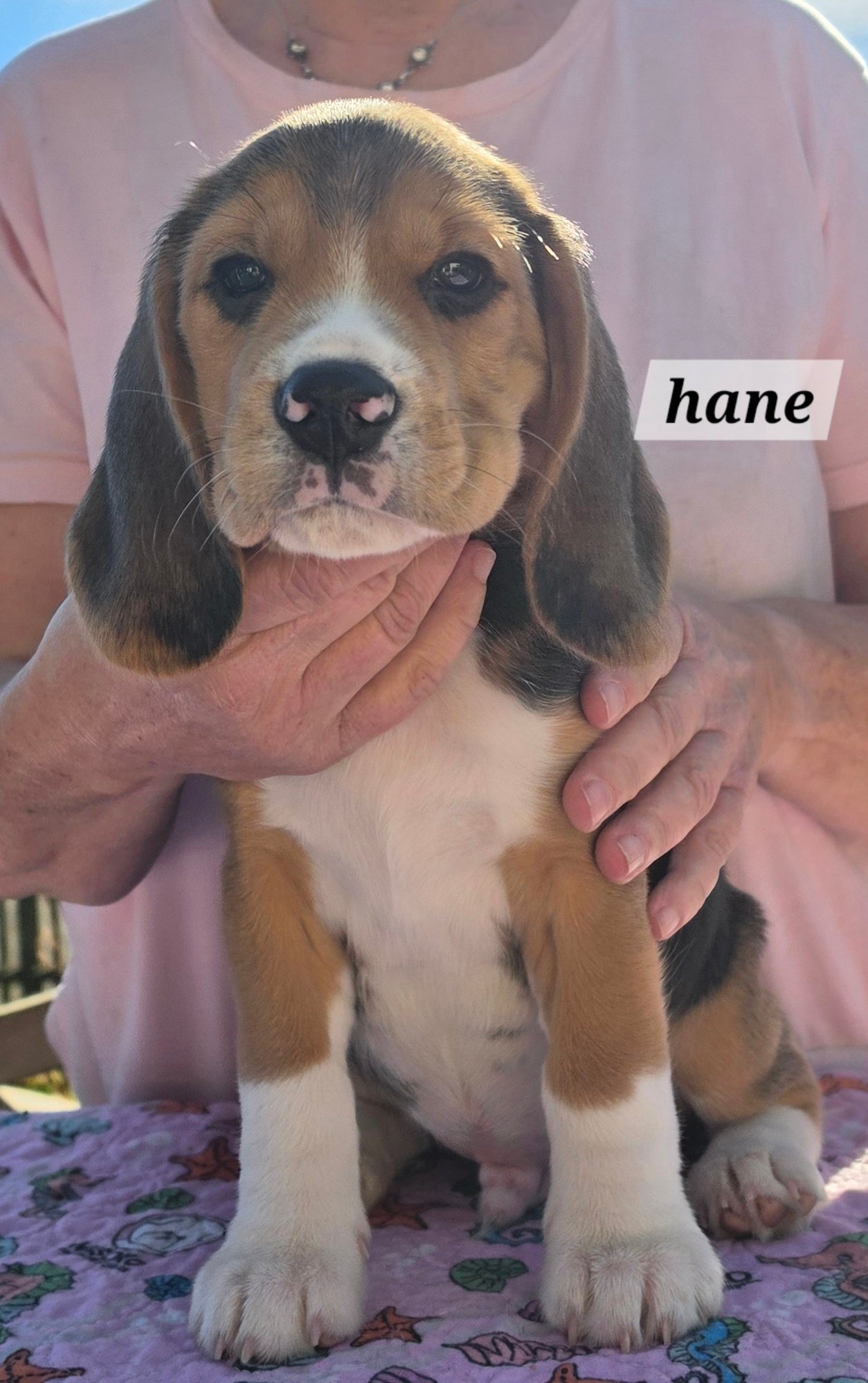 Helse