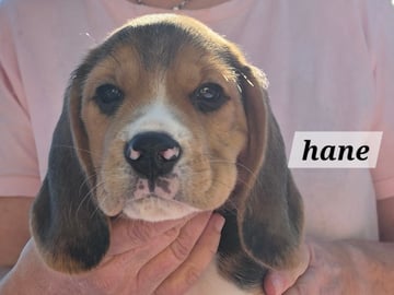 Beagle · Grimslöv · Marie H.
