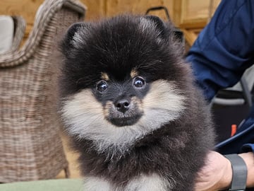 Pomeranian · Enköping · Pomsik Rakaaig