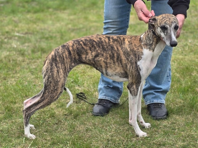 Whippet