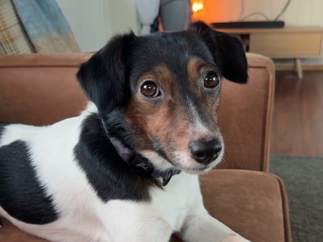 Jack Russell terrier