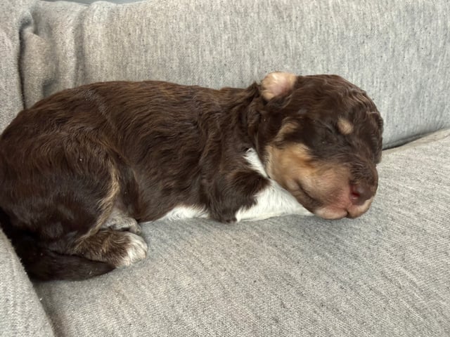 Lagotto romagnolo