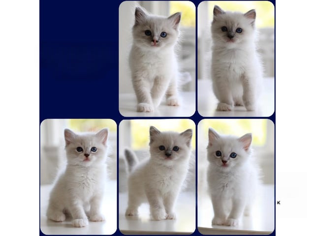 Ragdoll