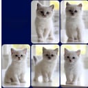 Ragdoll