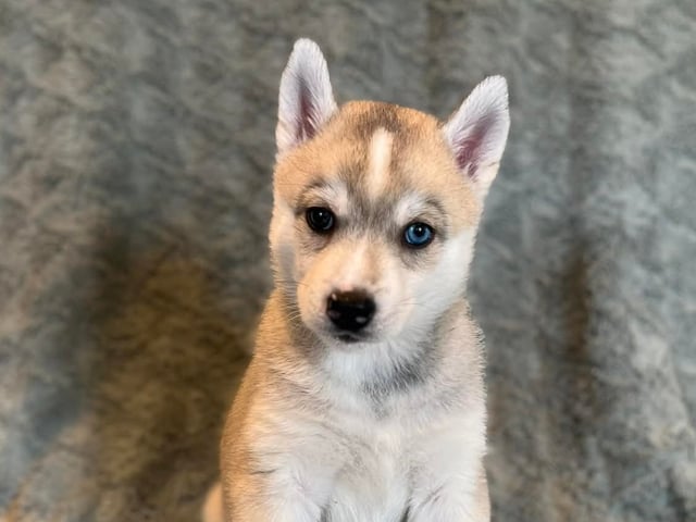Siberian husky