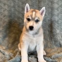 Siberian Husky