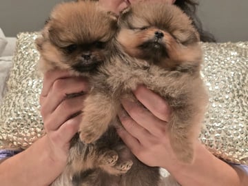 Pomeranian · Flekkerøy · Tiny DreamStar