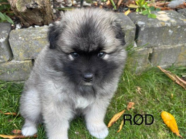 Keeshond