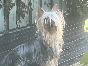 Silky terrier · Klæbu · Tom Einar Clausen