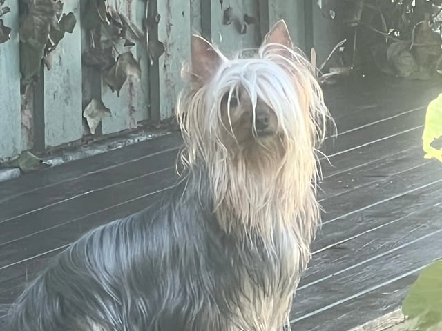 Silky terrier · Klæbu · Tom Einar Clausen