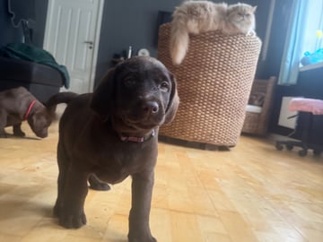 Labrador retriever · Rissa · Graciov A.