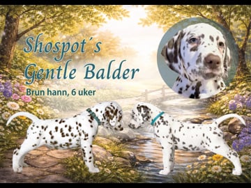 Kennel Shospot