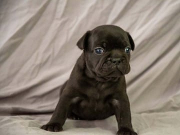 Fransk bulldog · Munka-ljungby · Skogslyckan