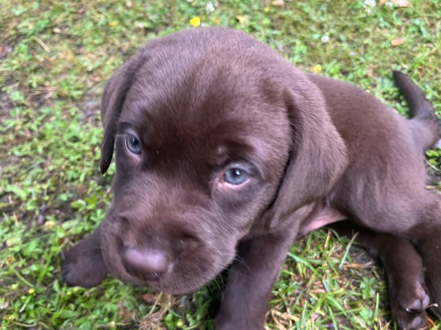 Labrador retriever